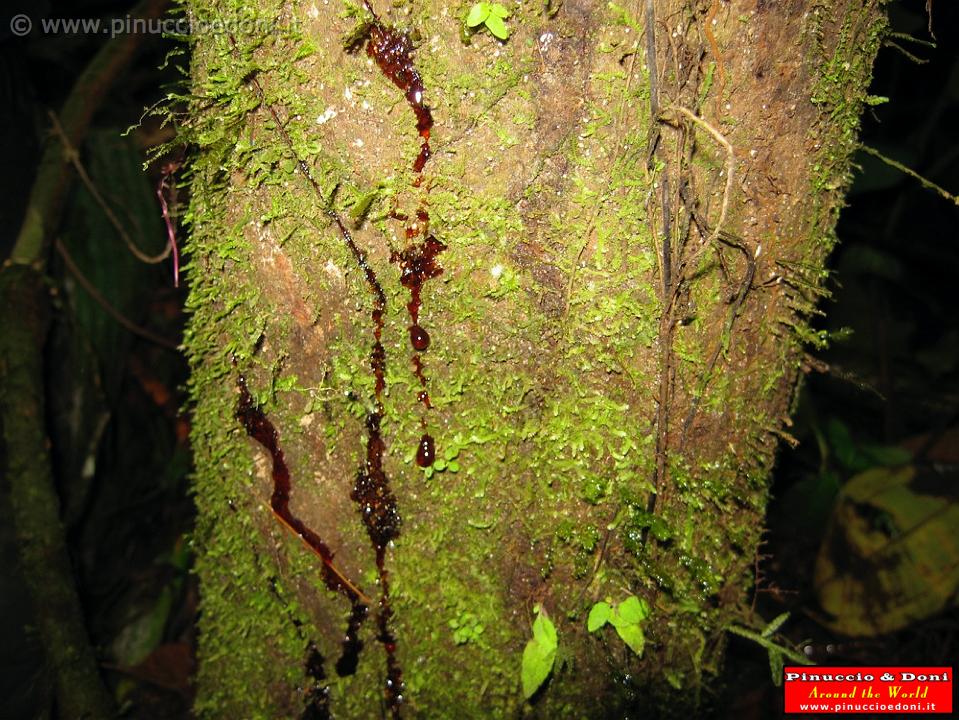 ECUADOR - Foresta Amazzonica - 13.jpg